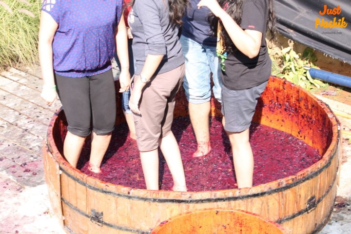Grape Stomping Sulafest 2014 nashik