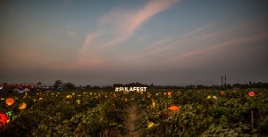 SulaFest 2018 Nashik Grape Stomping Wine Music Tinder